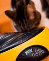 Fournitures pour animaux