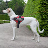 Harnais réfléchissant et respirant pour chien, personnalisé, anti-traction, réglable, pour petits et grands chiens, avec patch